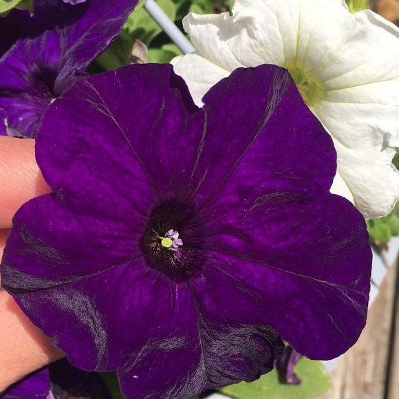 Meet your Posher, Meg - Picture 1 of 1